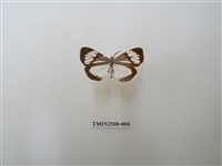 藏品(毛脛蝶燈蛾)的圖片